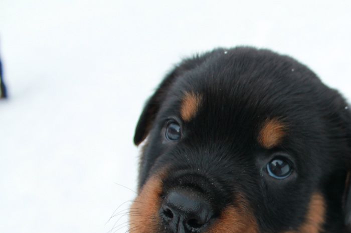 Lillebror ( Rottweiler ) 6 uker