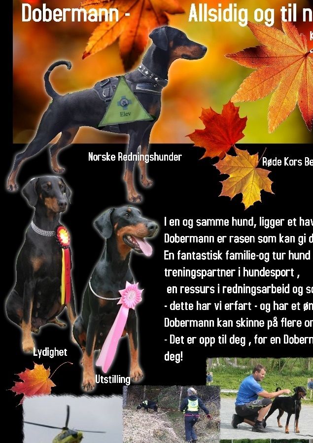 På Norges Største Hundearrangement DOGS4ALL er vi presentert!
Vi har fått invitasjon fra Norsk Dobermannklubb , til å lage en presentasjon av vårt hundehold , til presentasjon på NDK sin stand på Dogs4ALL 2017. Vi laget derfor disse bildene som en stor plakat ( 60x80cm)til å henge opp !  Vi er veldig stolte av å bli invitert av vår raseklubb , til å vise frem vårt hundehold  , og vi håper vi kan inspirere andre ! 